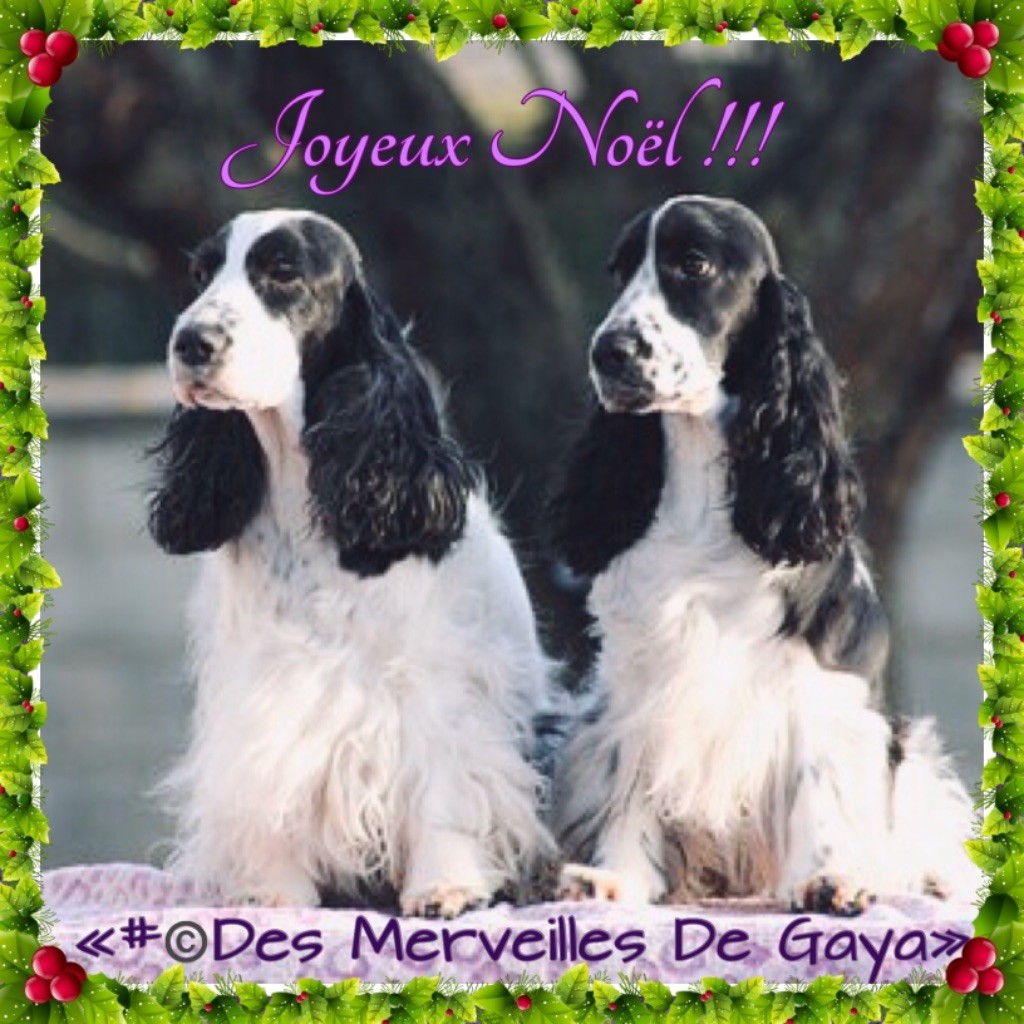 Des Merveilles De Gaya - Joyeux noël !!