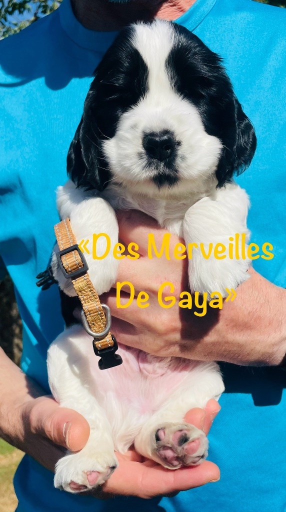 Des Merveilles De Gaya - Chiot disponible  - Cocker Spaniel Anglais