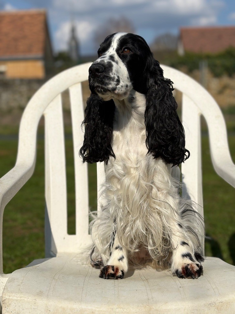 Top-gun by phoenix la queen Des Merveilles De Gaya