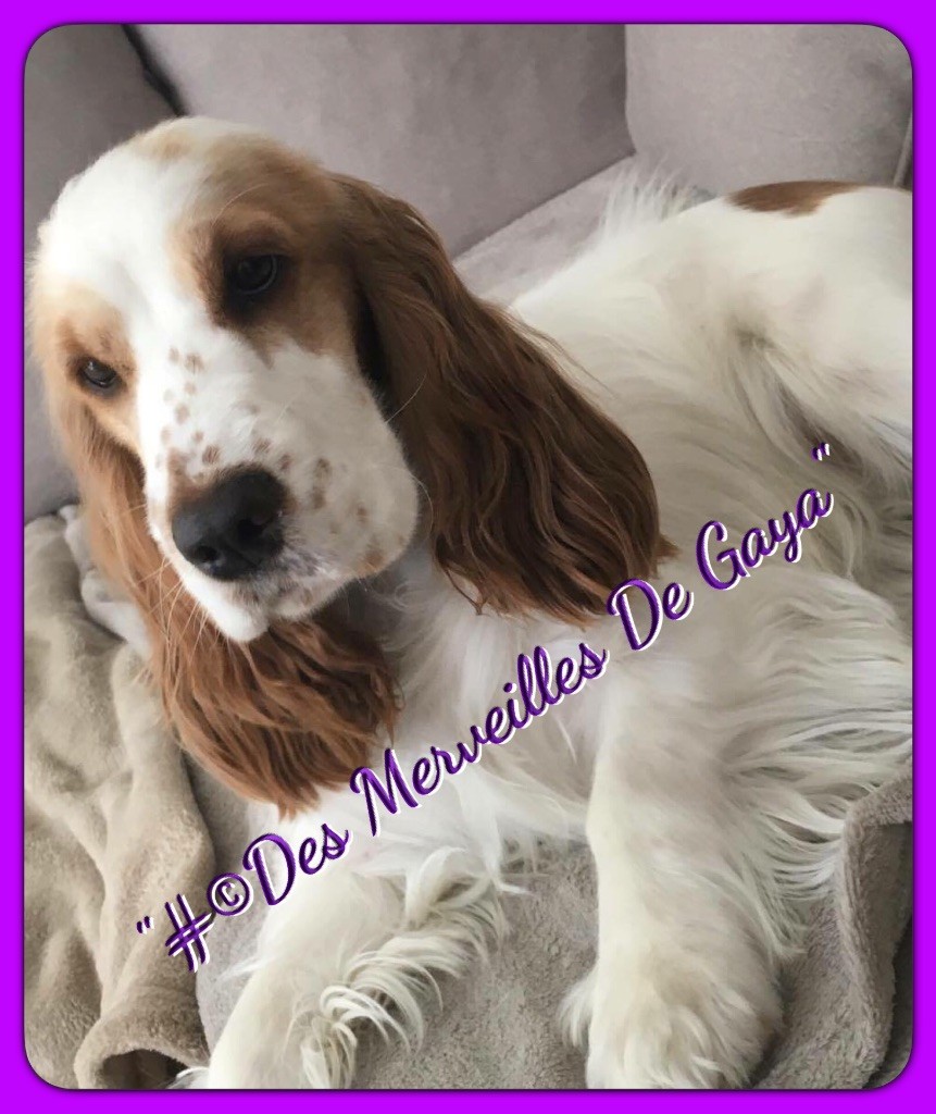 Des Merveilles De Gaya - Miss Dior Chérie Des Merveilles De Gaya