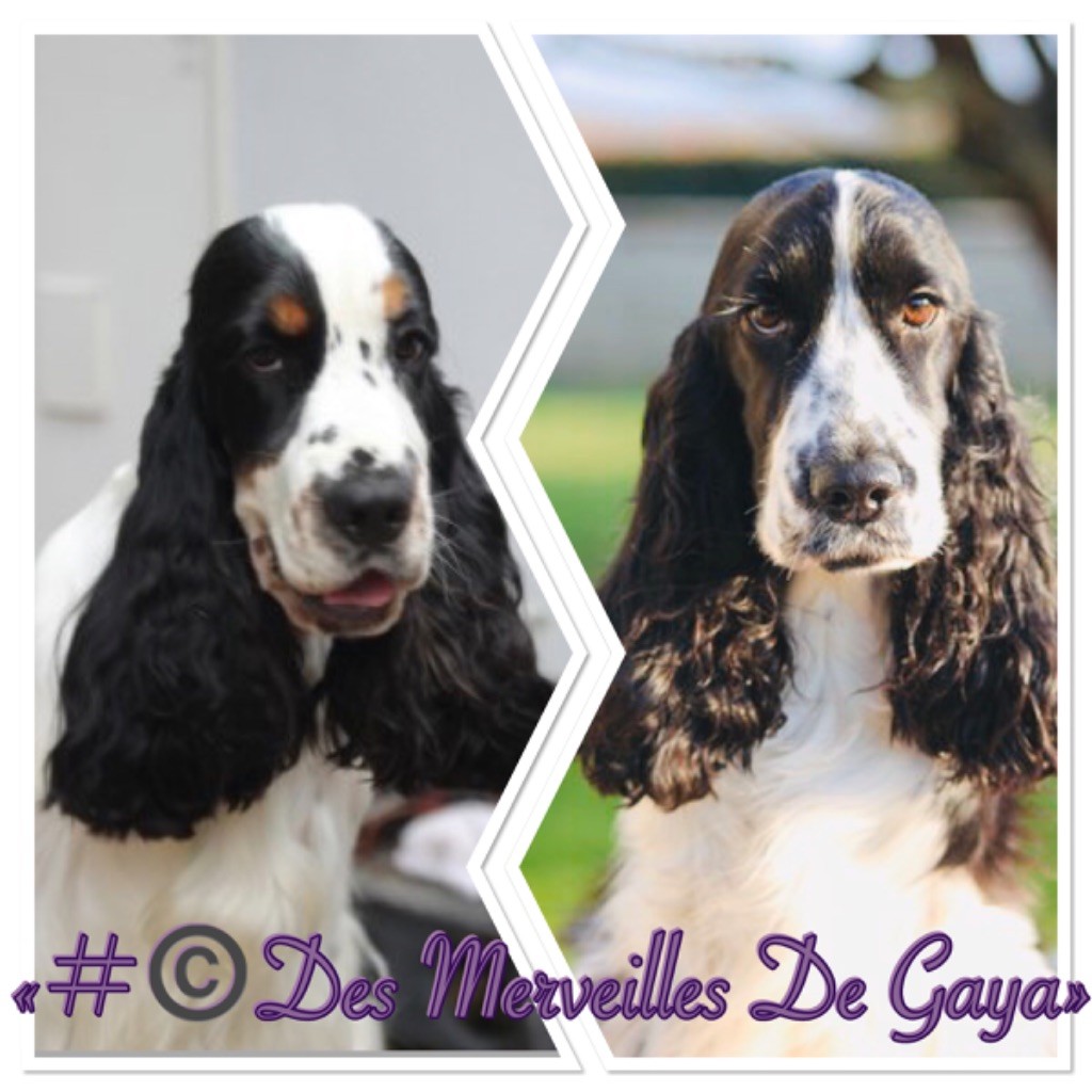 Des Merveilles De Gaya - Des bébés bientôt !!!