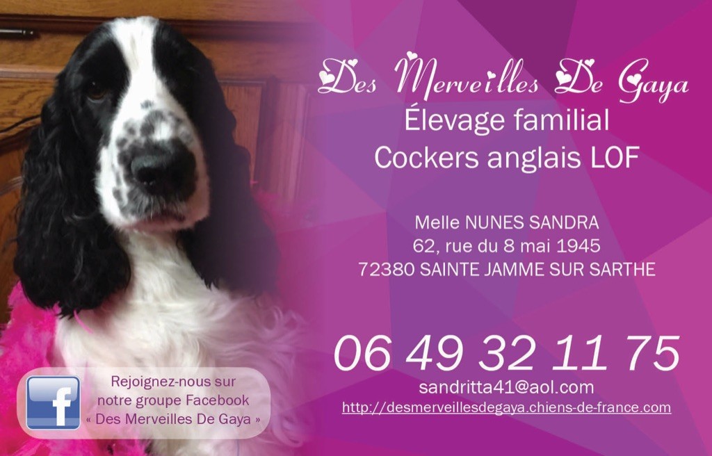 Des Merveilles De Gaya - N'hésitez pas à venir nous rejoindre sur notre groupe Facebook 