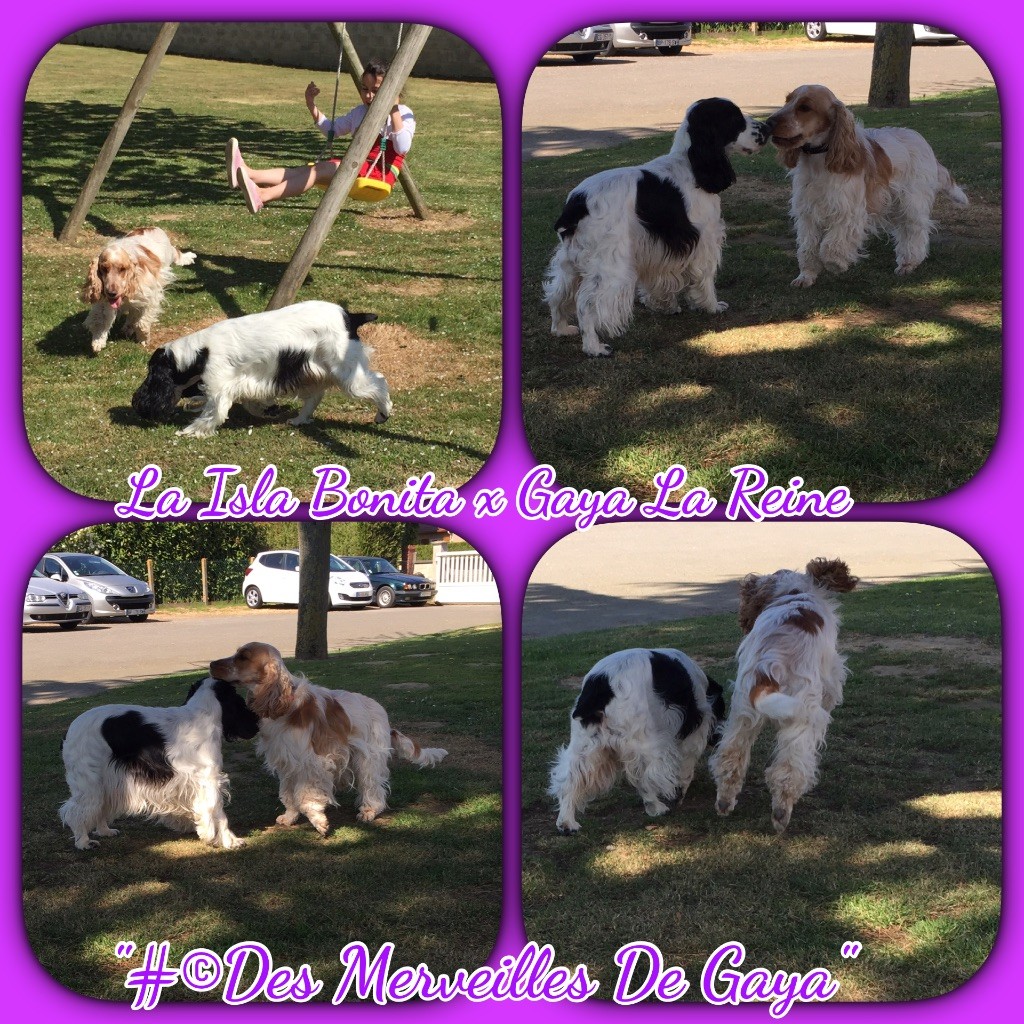 Des Merveilles De Gaya - La Isla Bonita Des Merveilles De Gaya