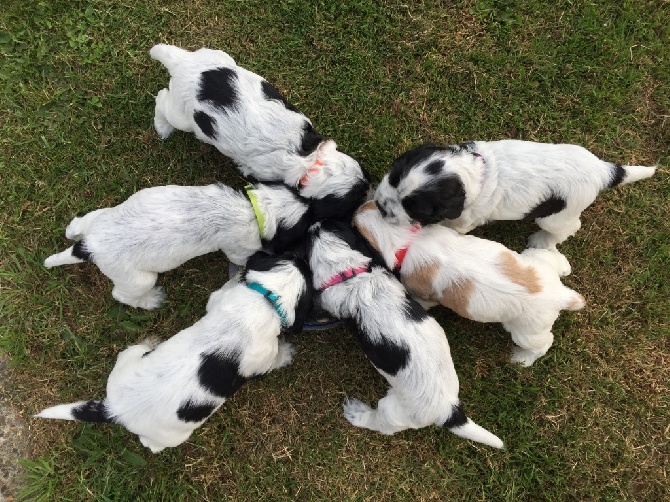 Des Merveilles De Gaya - Chiots à réserver ou disponible de suite....