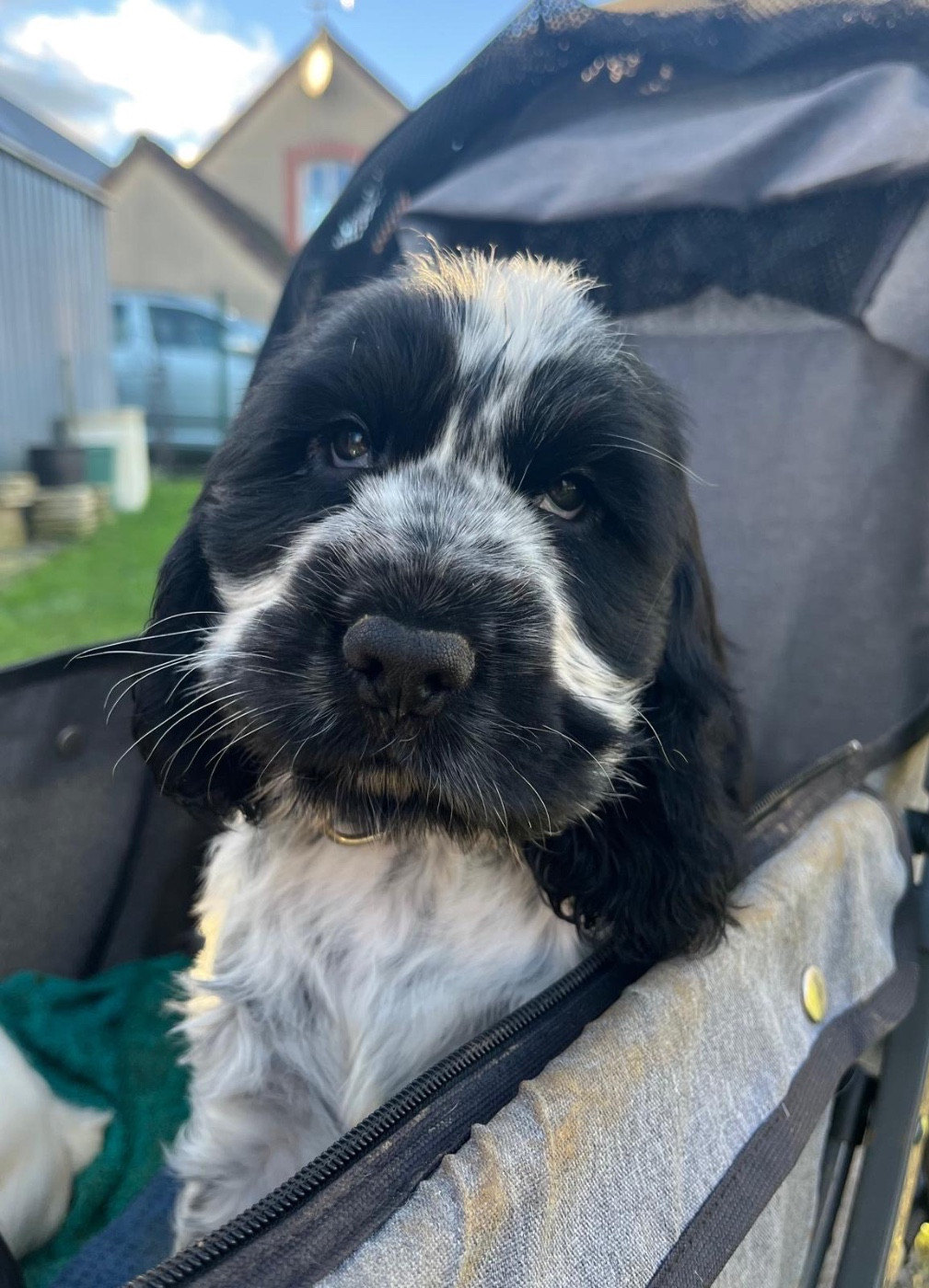 Des Merveilles De Gaya - Chiots disponibles - Cocker Spaniel Anglais