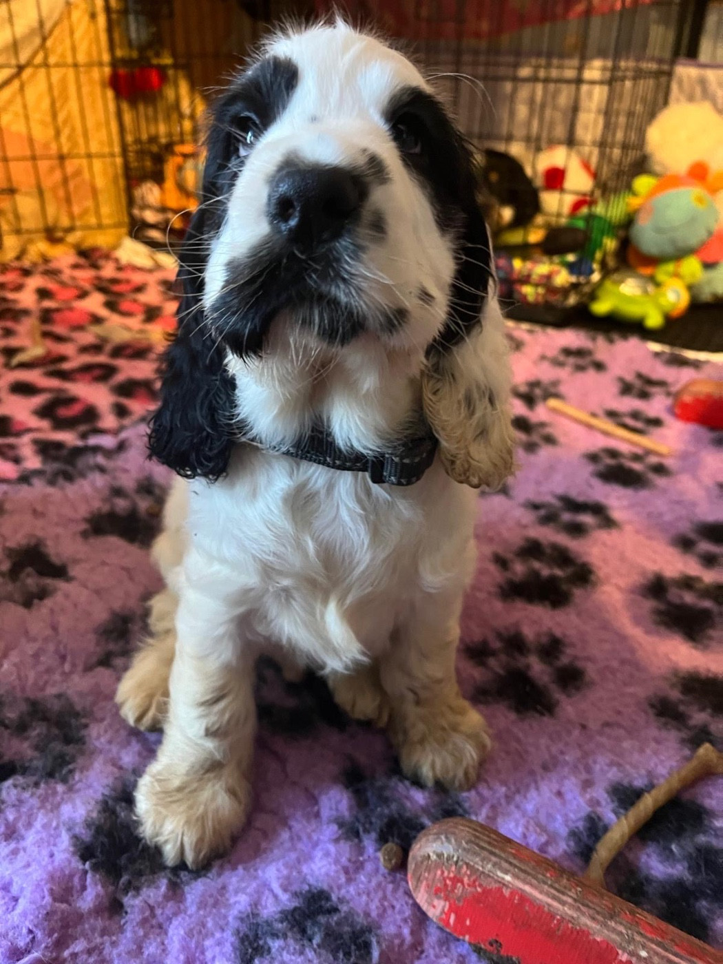 Des Merveilles De Gaya - Chiots disponibles - Cocker Spaniel Anglais