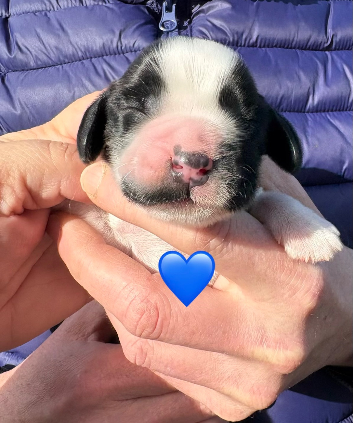 Des Merveilles De Gaya - Chiots disponibles - Cocker Spaniel Anglais