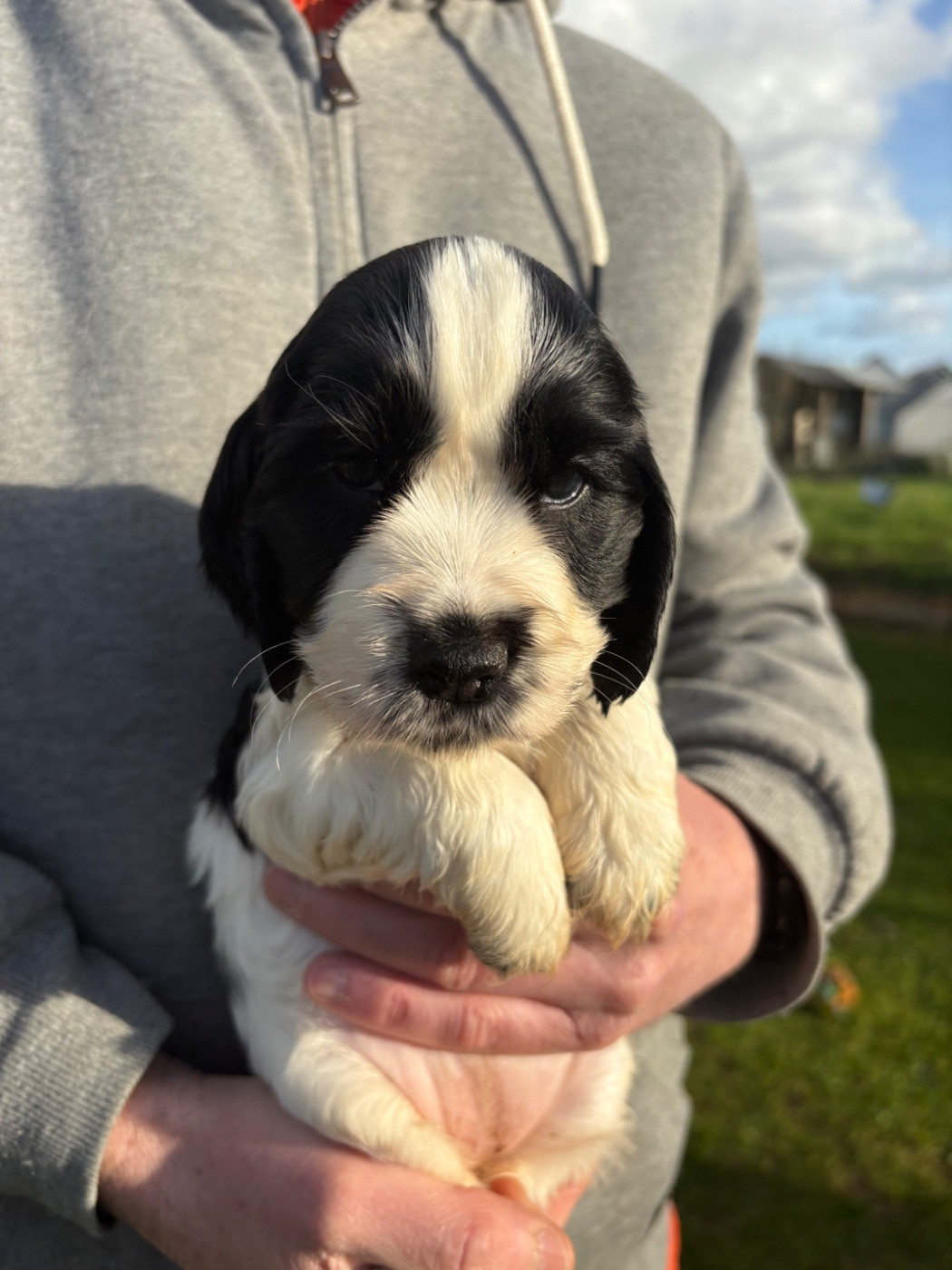 Des Merveilles De Gaya - Cocker Spaniel Anglais - Portée née le 18/02/2026