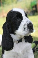 Snoop (y) Dog Des Merveilles De Gaya 