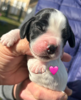 Femelle collier rose