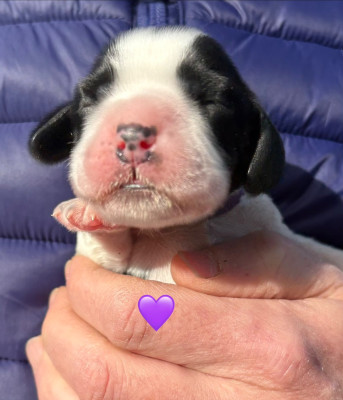 Femelle collier violet