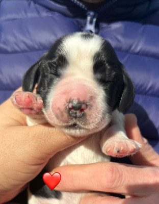 Femelle collier rouge