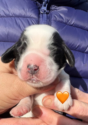 Femelle collier orange